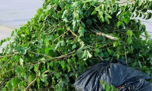Tree clearance and green-waste removal service in Halfway Bush, Dunedin.