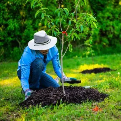 A gardener is planting a young tree at Brockville Park under the Dunedin council planting rules.