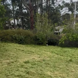 After: Complete lawn care services in Taieri.