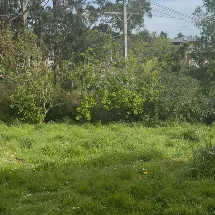 Before: Complete lawn care services in Taieri, Dunedin