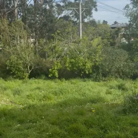 Before: Complete lawn care services in Taieri, Dunedin