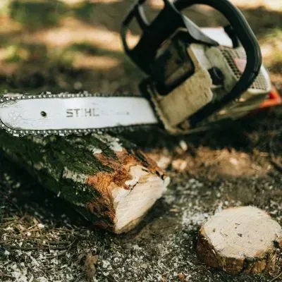 Small Tree Removal Cost Guide, Dunedin.