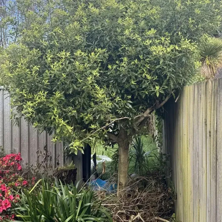 Before: Tree removal services in Leith Valley, Dunedin.