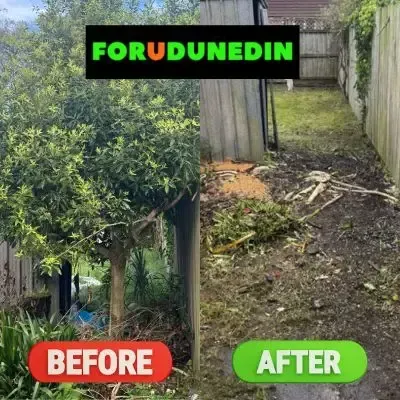 Before & After: Tree removal and green waste clearance in Leith Valley, Dunedin.