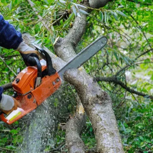 FORUDUNEDIN's tree-cutting services provide tree-clearance solutions for small to medium-sized trees.