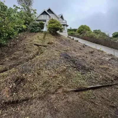 After: Tree clearance job of five 3 metre high trees in St Clair.