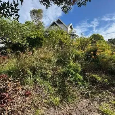 Before: Tree clearance job of five 3 metre high trees in St Clair, Dunedin.