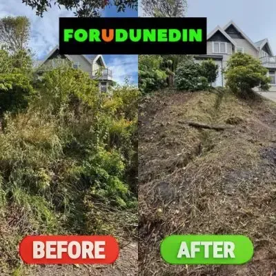 Before & After: Tree removal services and a full backyard clean-up on a sloped section in St. Clair, Dunedin.