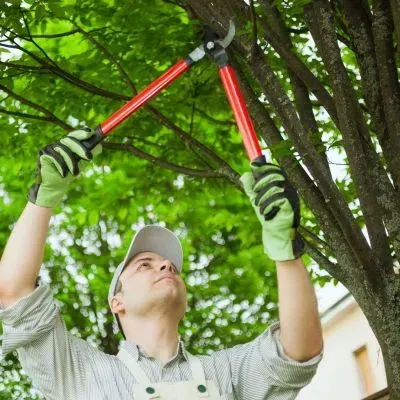 A FORUDUNEDIN gardener tree-trimming a tree for a residential client in Musselburgh, Dunedin.