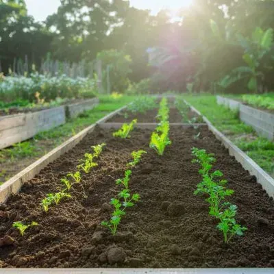 Weed-free garden bed in Dunedin with evenly spaced young plants and healthy soil structure.