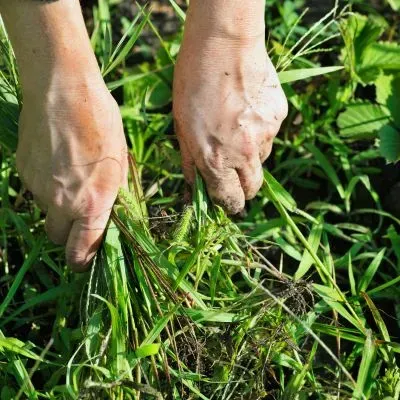 Weed removal and garden bed tidy-up services in Dunedin.