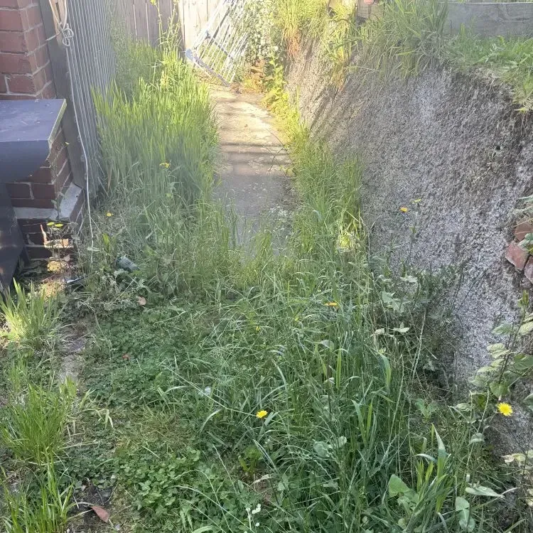 Before: Overgrown grass and weeds that are dominating the path down the side of a house in Sunnyvale, Dunedin.