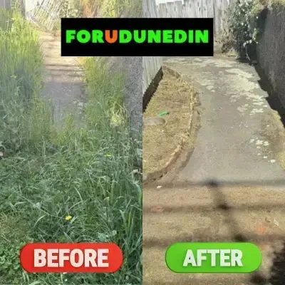 Before & After: Overgrown weeds covering a walkway, then cleared in Sunnyvale, Dunedin.
