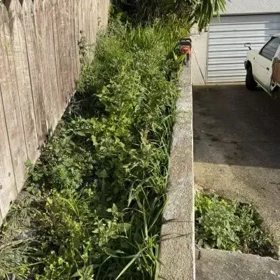 Before: Lawn mowing and yard tidy up in North Dunedin.