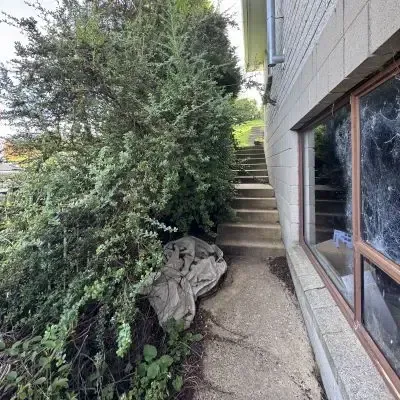 Before: Overgrown trees and greenwaste removal in St Clair, Dunedin.