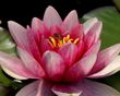 Pink water lily in full bloom on lily pads.