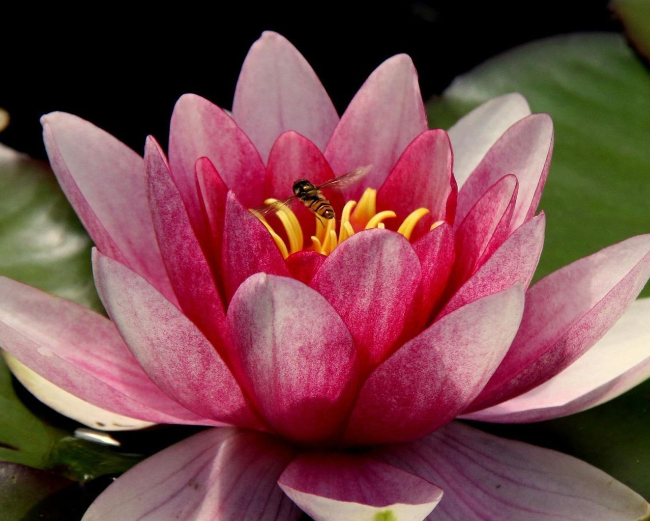 Pink water lily in full bloom, resting on green lily pads.