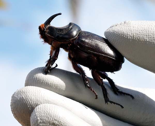 Black rhinoceros beetle on a white gloved finger in bright sunlight.
