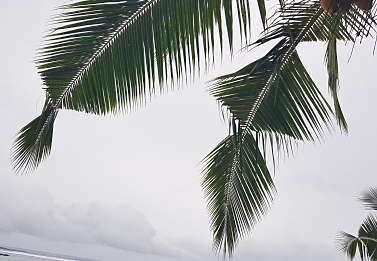 Palm fronds silhouetted against a pale cloudy sky.