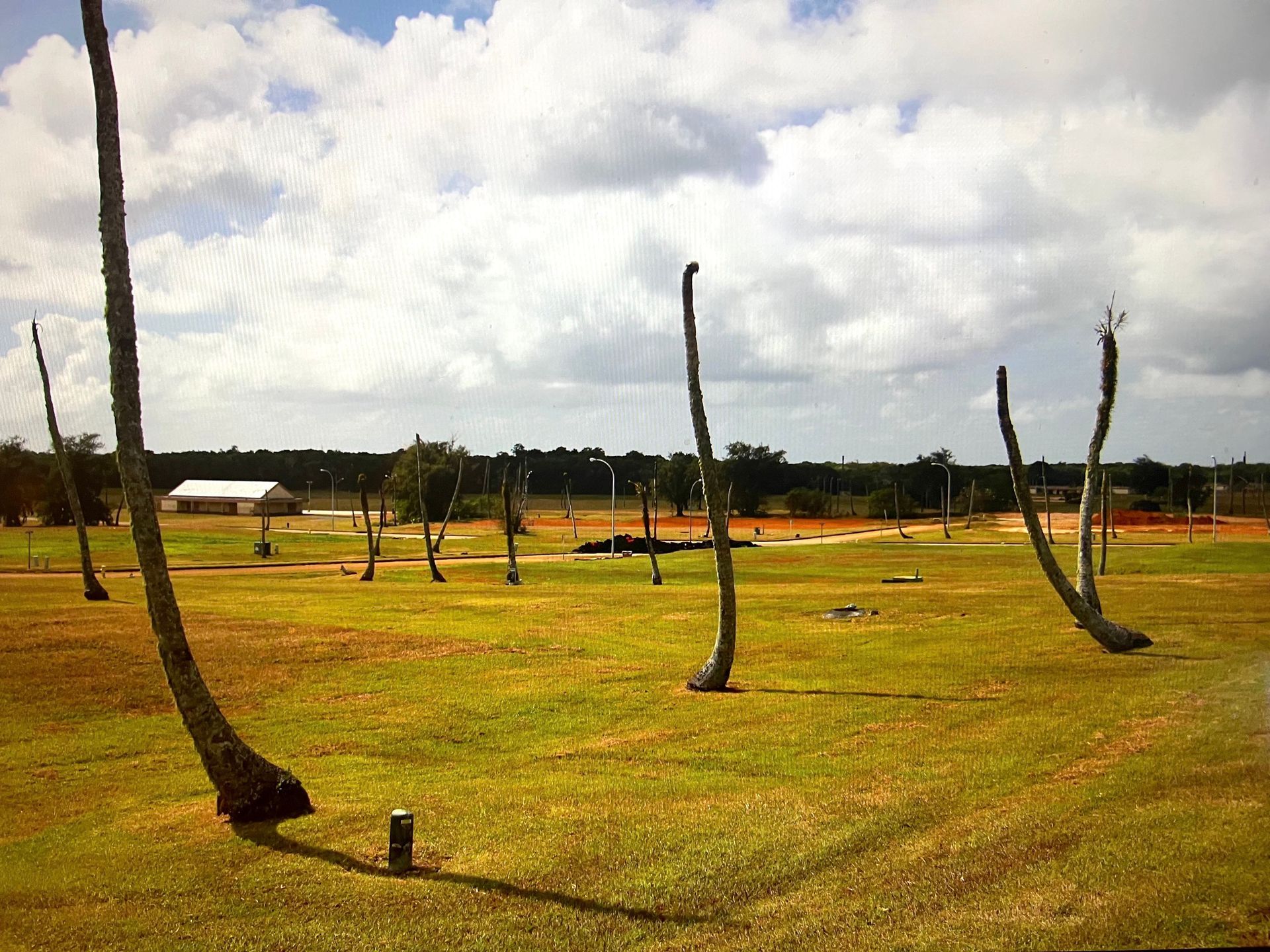 Sparse dead trees in a grassy field under a cloudy sky.