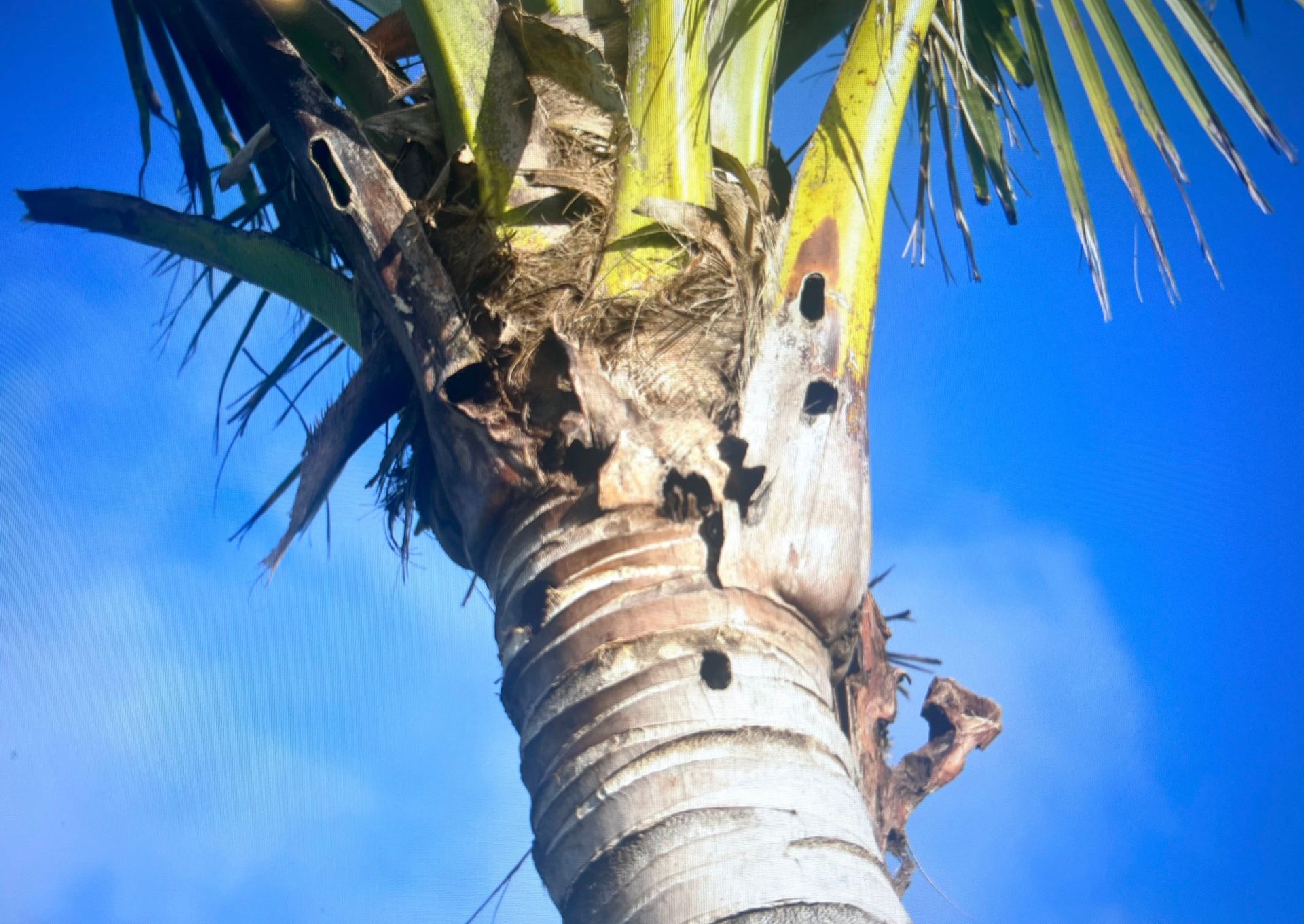Close-up of a palm tree trunk against a blue sky, showing multiple small holes in the wood and surrounding foliage.
