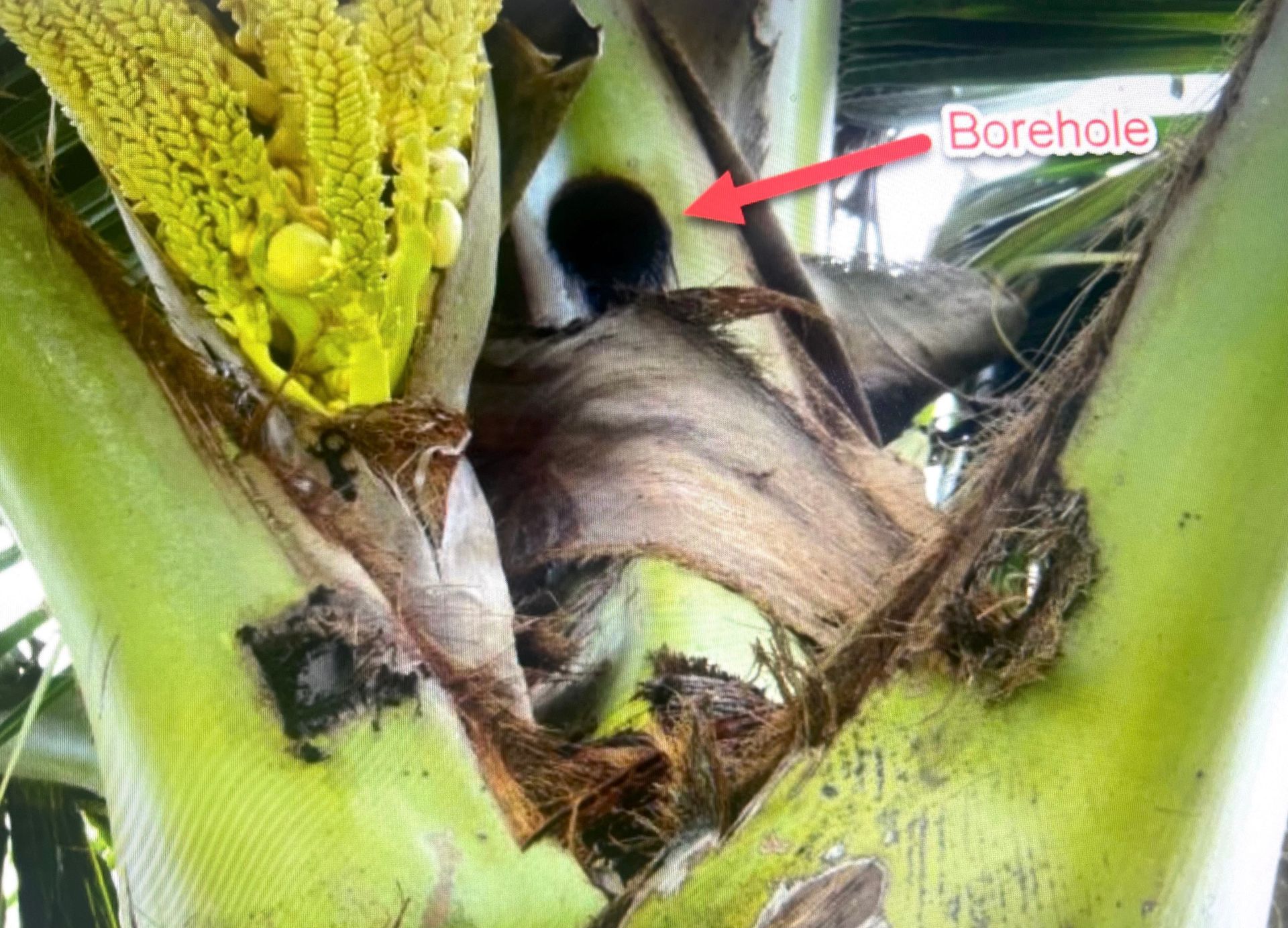 Close-up of a plant stem with a dark borehole marked by a red arrow.