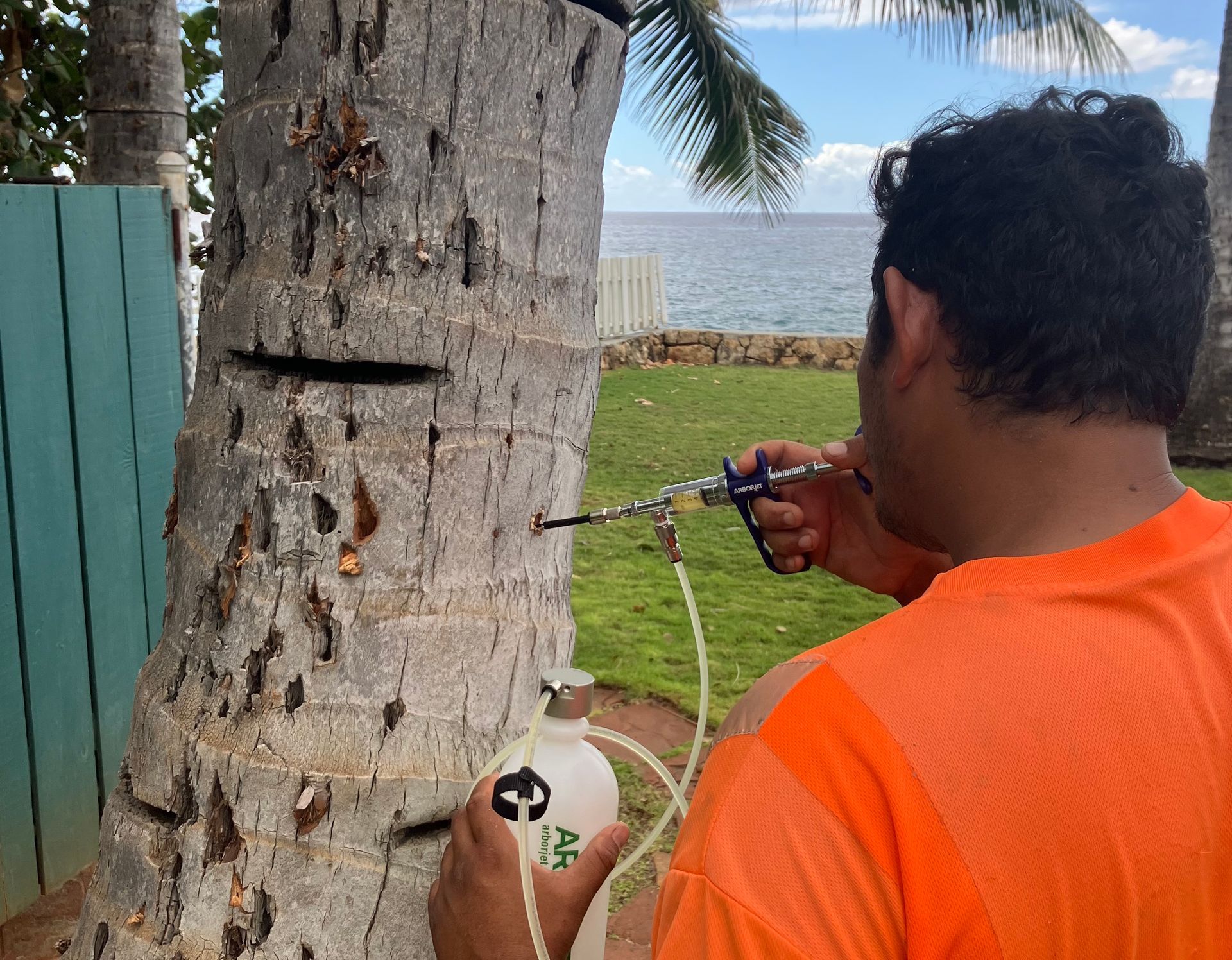 Person injecting a palm tree trunk outdoors near the water with a syringe-like tool.