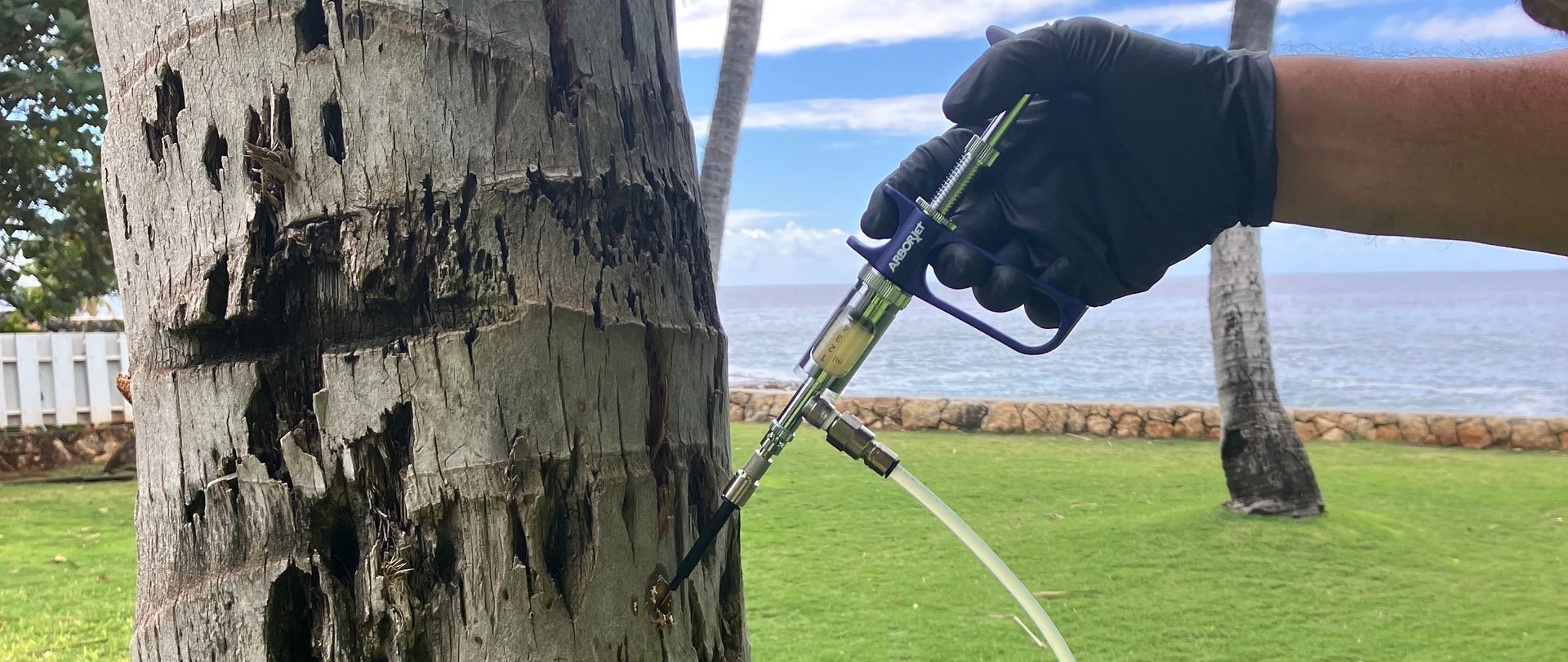 Gloved hand spraying a tree trunk with a hose in a grassy outdoor area near the water.