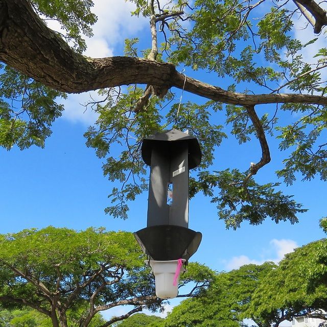 Hanging black bird feeder under a tree branch against a bright blue sky.