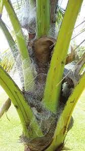 Spider webs wrapped around the green trunk and fronds of a palm tree.