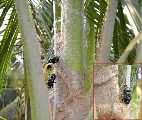 Black ants climbing a palm tree trunk with a close-up inset view.