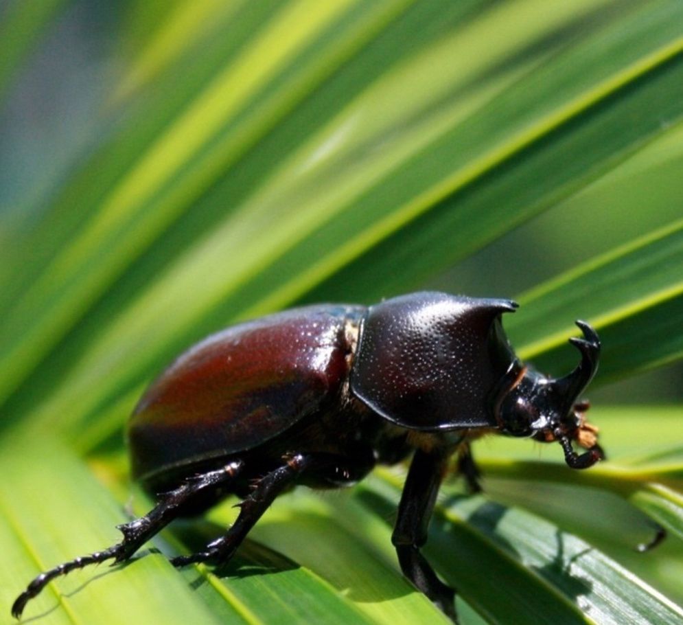 Shiny dark beetle crawling on green leaves.