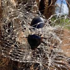 Dark bird tangled in wire fencing against rough wood and dry grass.