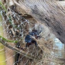 Black beetle tangled in dry grass and netting beneath a fallen log.
