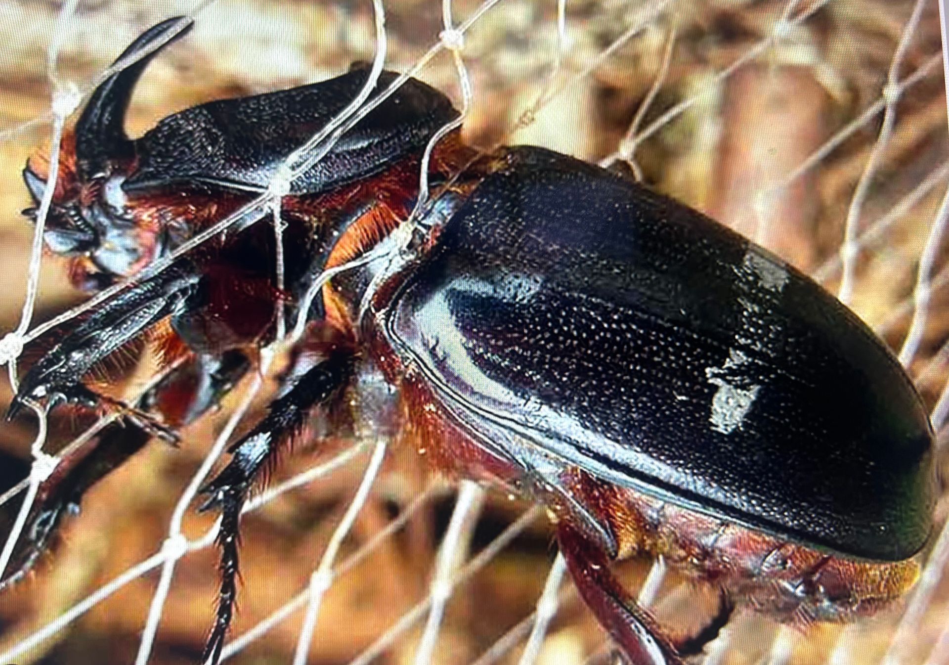Close-up of a black rhinoceros beetle on a tan woven surface, with a curved horn visible.