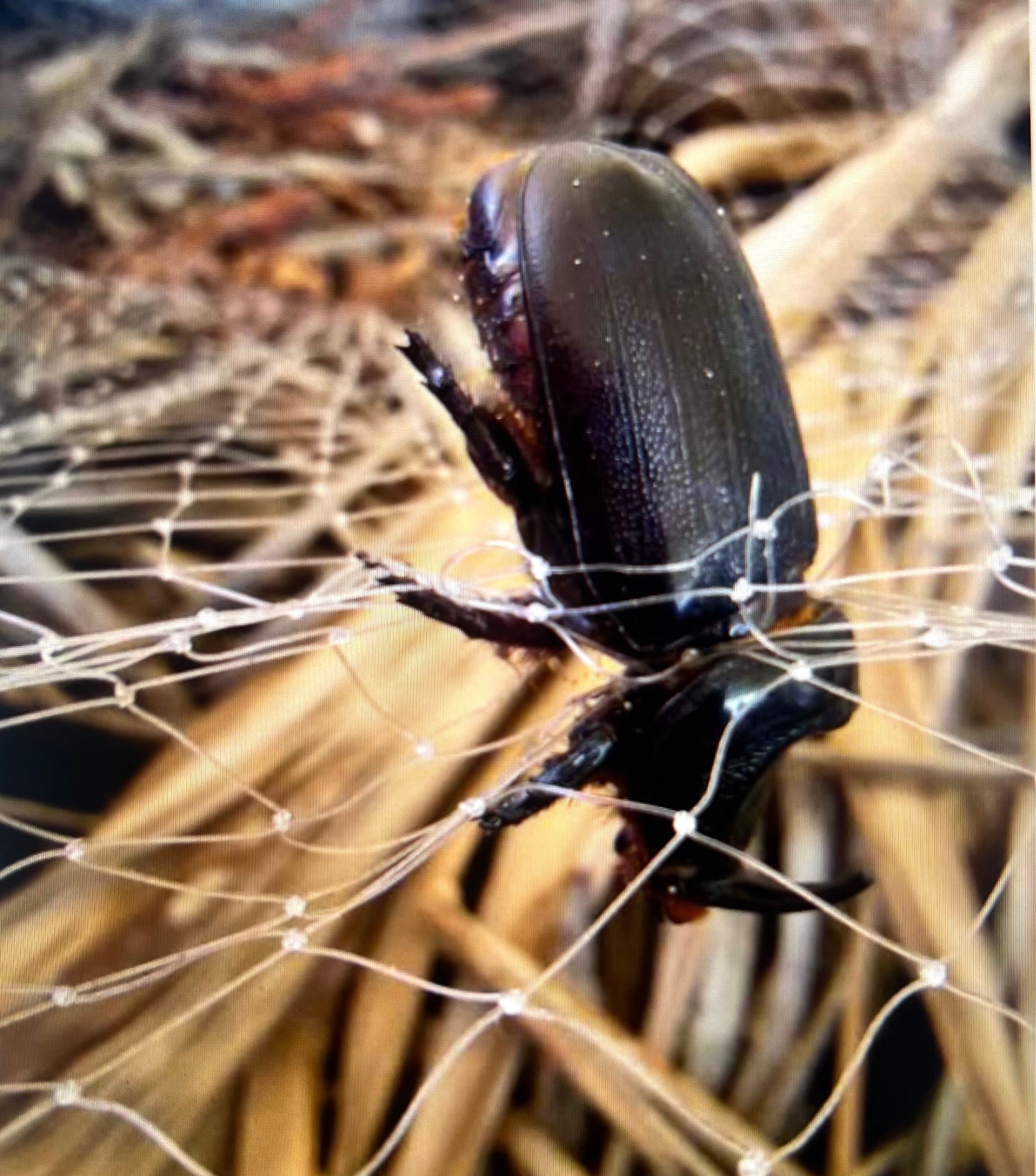 Black beetle caught in a web on dried grass.