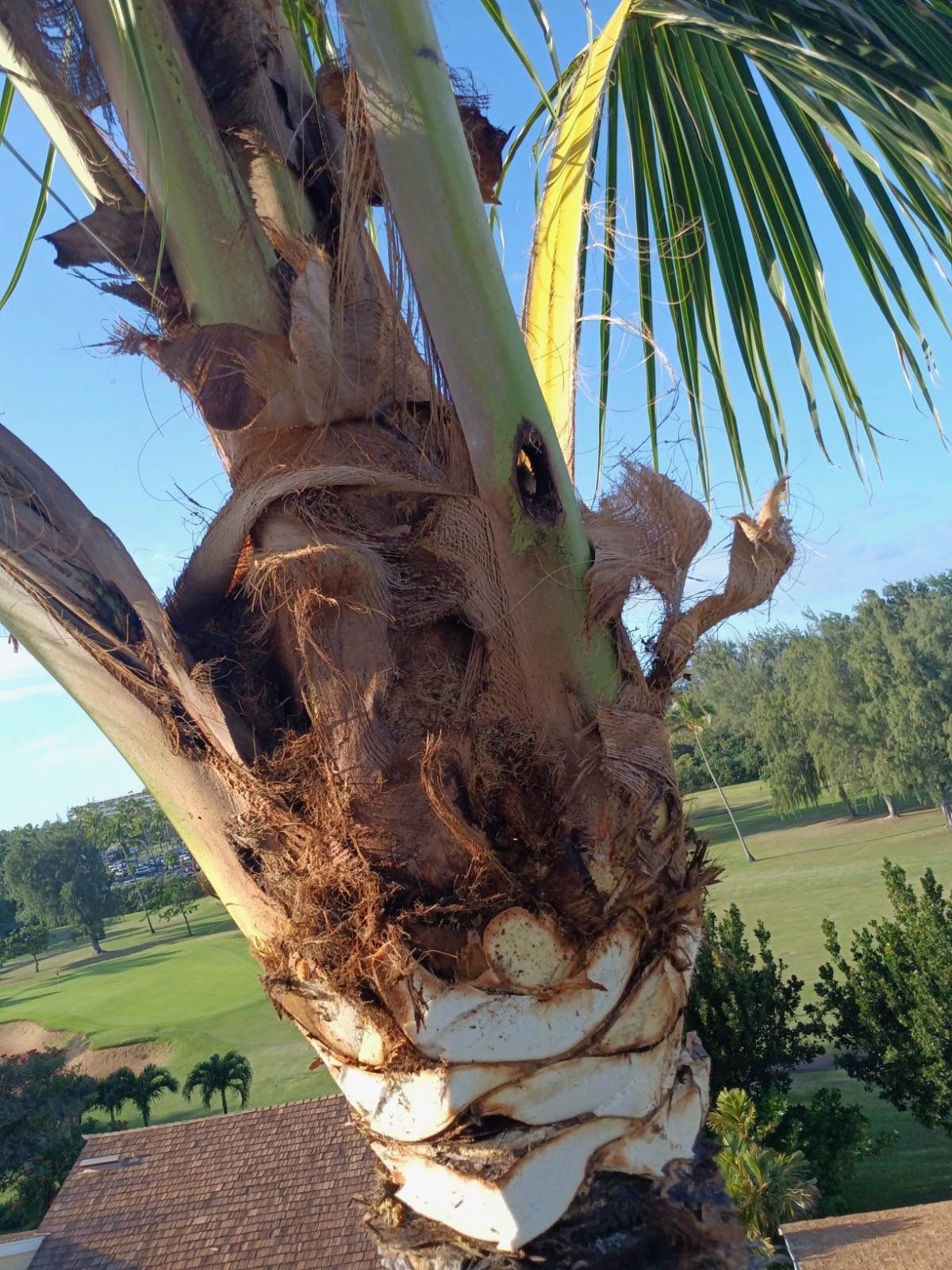 Close-up of a palm tree trunk with green fronds, set against a sunny rural landscape.