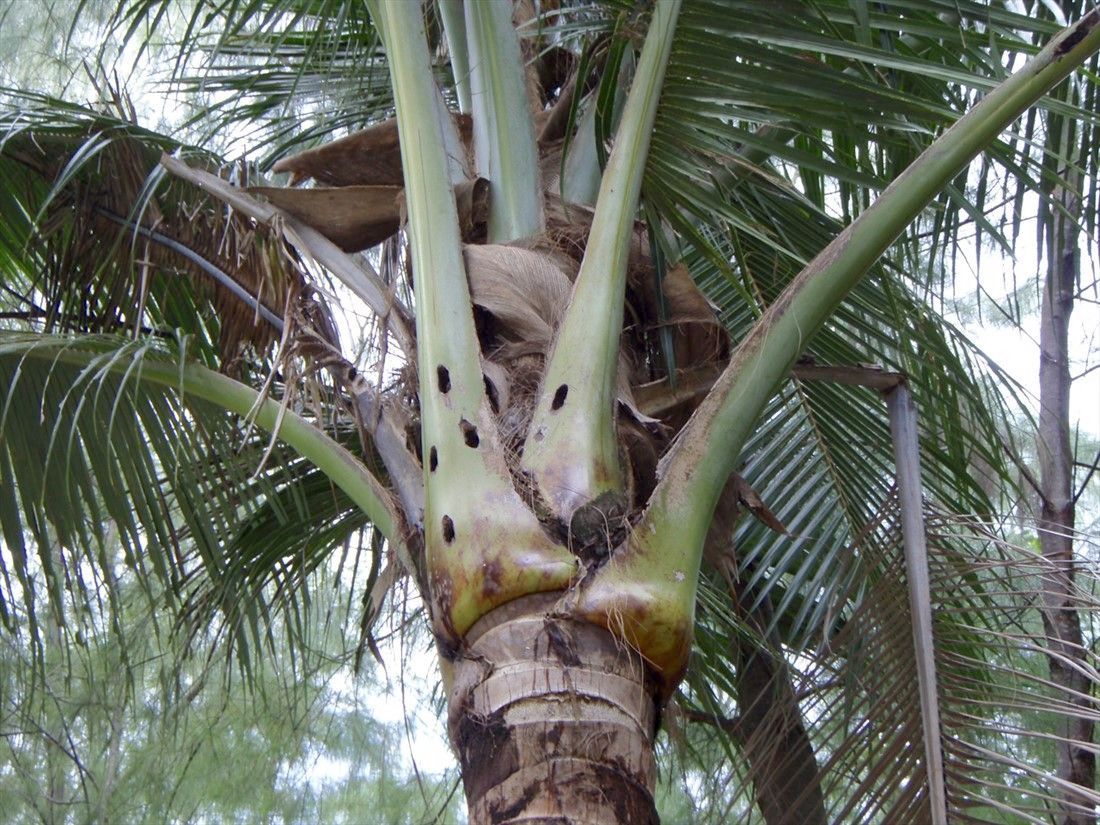 Close-up of a palm tree trunk with green fronds against a bright sky.
