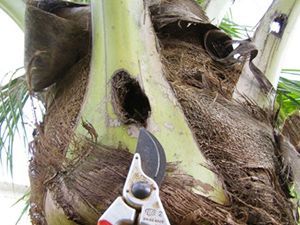A close-up of a palm tree trunk featuring a hole, with a pair of pruning shears positioned in the foreground.