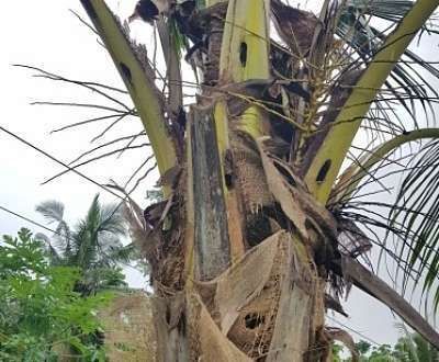 Damaged palm tree with torn brown fronds and yellow-green leaves against a cloudy sky.