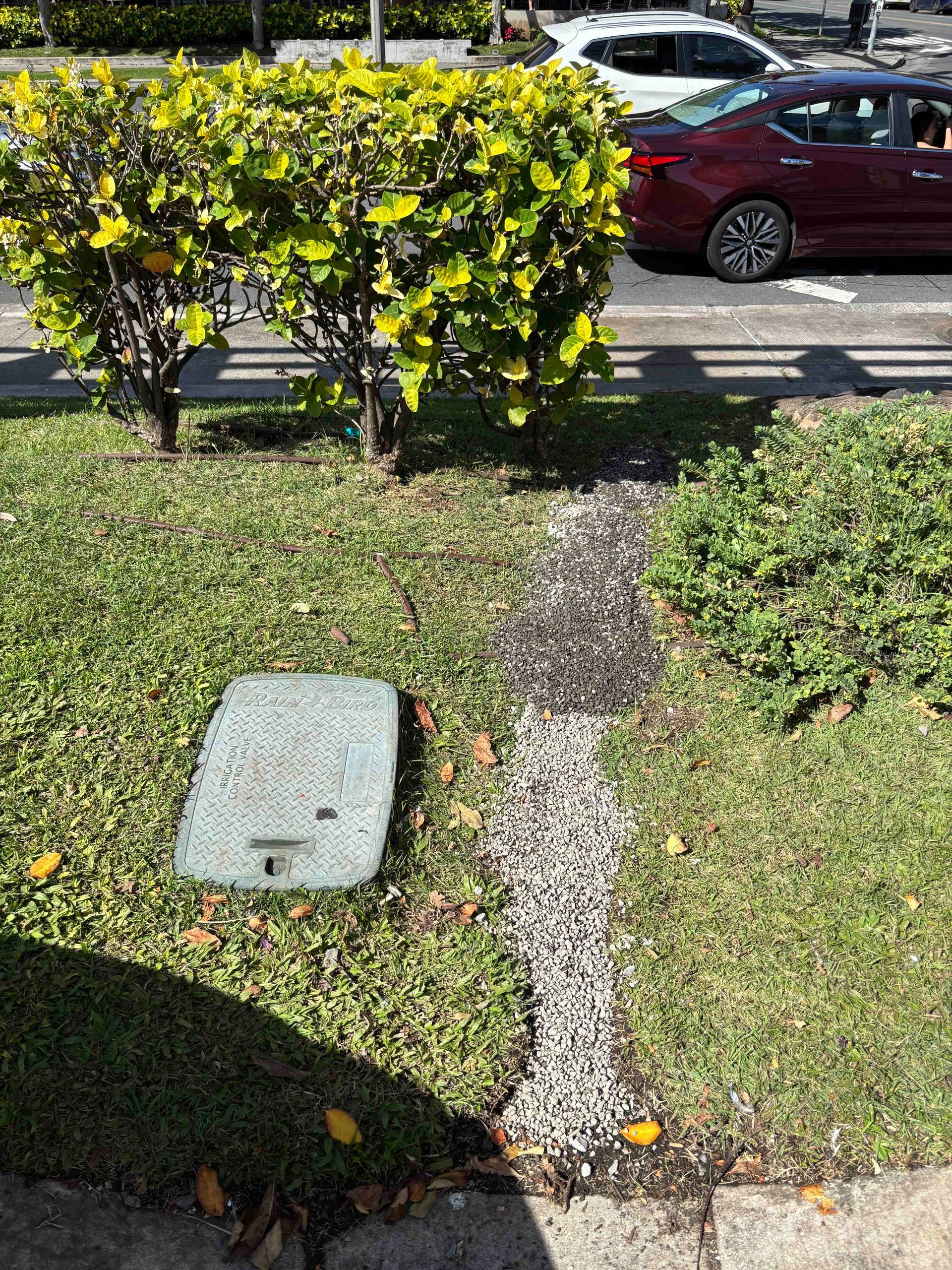 Gravel path through a grassy yard toward a street, with a hedge and parked cars in the background.
