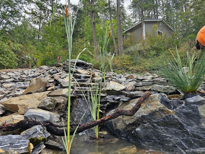 A small waterfall flows into a pond, with cattails in the water and a house in the background.