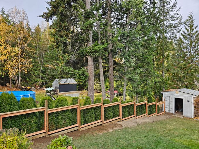 A wooden fence with hedges, set in a grassy yard with trees and a shed in the background.