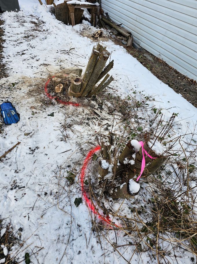 Snowy yard with tree stumps marked with pink and red tape.