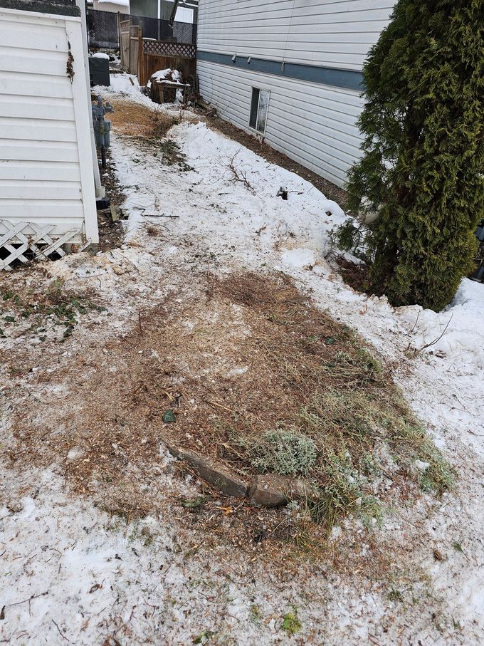 Yard covered in snow and wood chips next to a white building and a green bush.