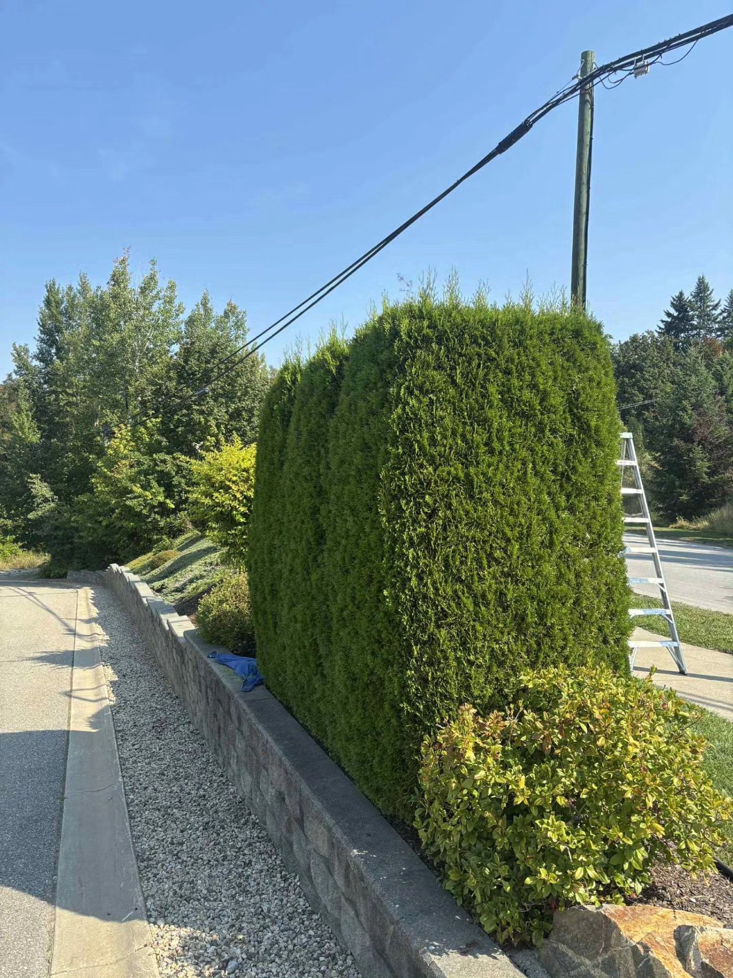 Green hedge trimmed near a utility pole and a ladder on a sunny day.