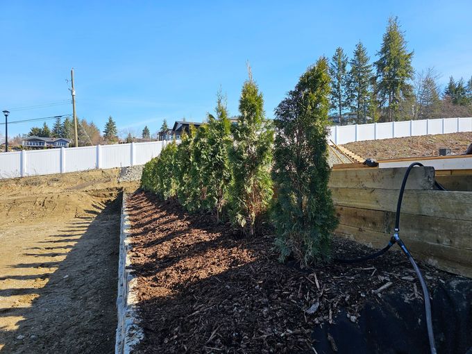 Row of evergreen trees planted in a garden bed with mulch, next to a white fence under a blue sky.