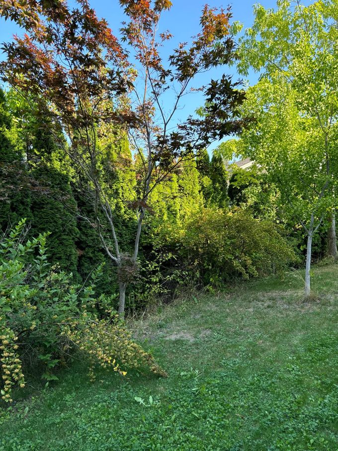 Trees with red and green leaves against a blue sky, lawn in foreground.