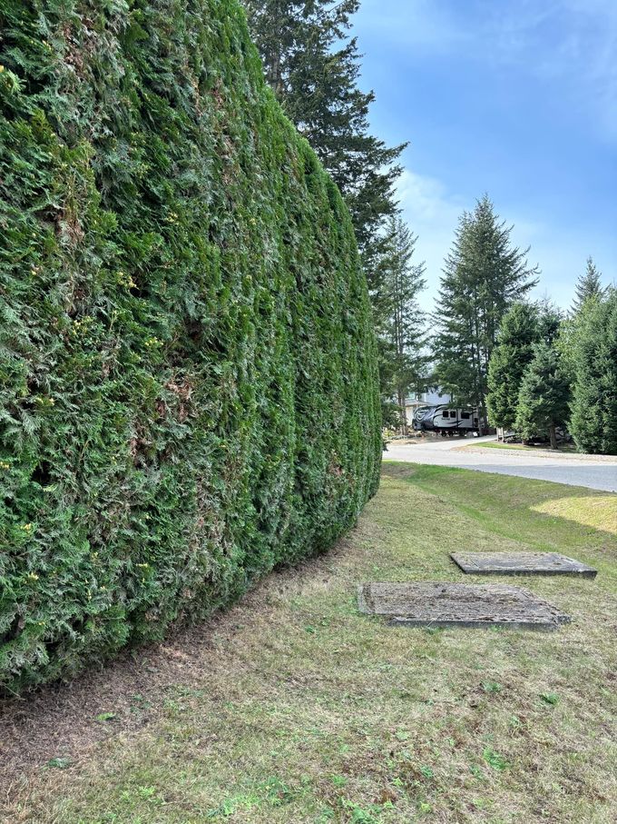 Green hedge along a grassy area with concrete squares, road, and trees in the distance.