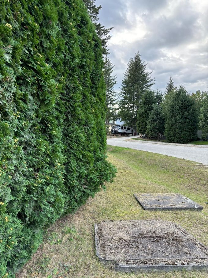 Green hedge alongside grassy area with two concrete pads, driveway, and RV in the background. Overcast sky.